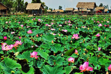 Load image into Gallery viewer, 5 Dried Lotus Blossoms  (Free shipping in 3-5 days)