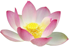 Load image into Gallery viewer, 5 Dried Lotus Blossoms  (Free shipping in 3-5 days)