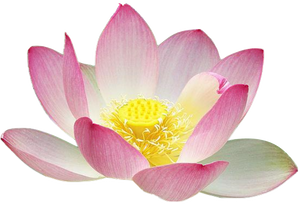 5 Dried Lotus Blossoms  (Free shipping in 3-5 days)